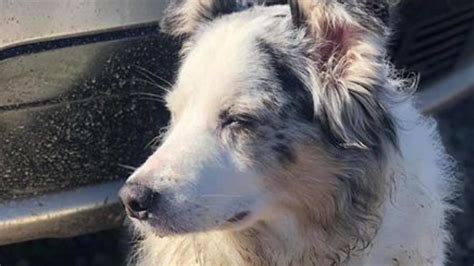 Jasper The Dog Returns Home To Louisiana After Being Missing For 8