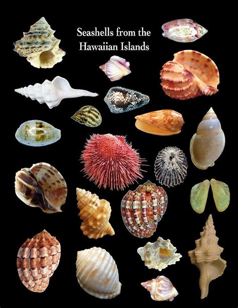 Seashells From The Hawaiian Islands Daniel Goodwin