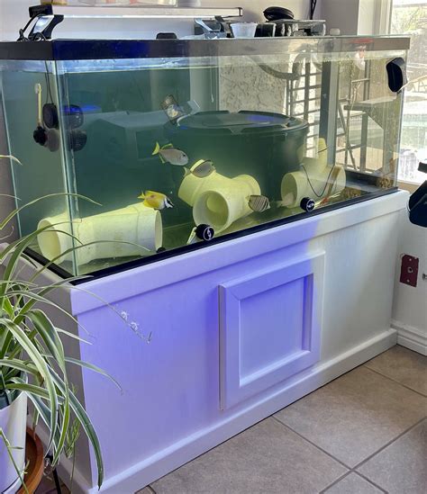 How To Set Up A Quarantine Tank For Saltwater Fish Fishy Info