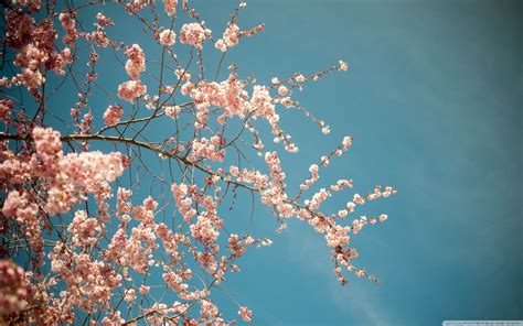Beautiful Tree Blossom In Spring Wallpapers And Images Wallpapers