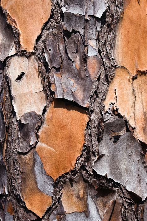 Close Up View Of The Bark Of A Slash Pine Tree Nature Tree Patterns