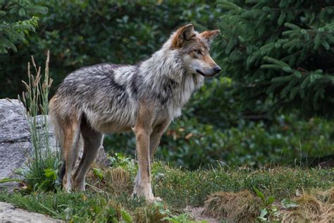Endangered Species The Mexican Grey Wolf Is The Smallest Grey Wolf