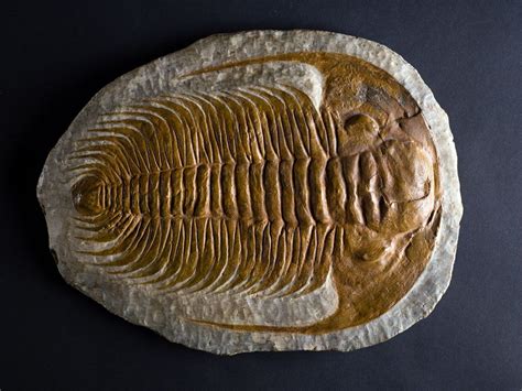 Paradoxides Gracilisthis Trilobite Is From The Cambrian Period Which