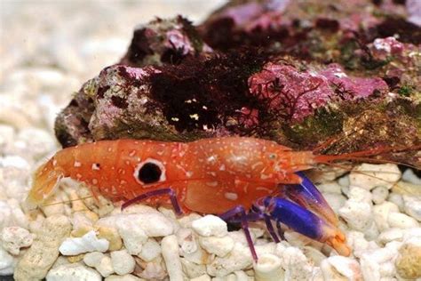 Bullseye Pistol Shrimp For Sale Alpheus Soror Top Care Facts