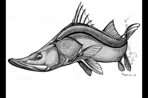 My Favorite Game Fish Snook Fish Drawings Sea Life Art Underwater Art