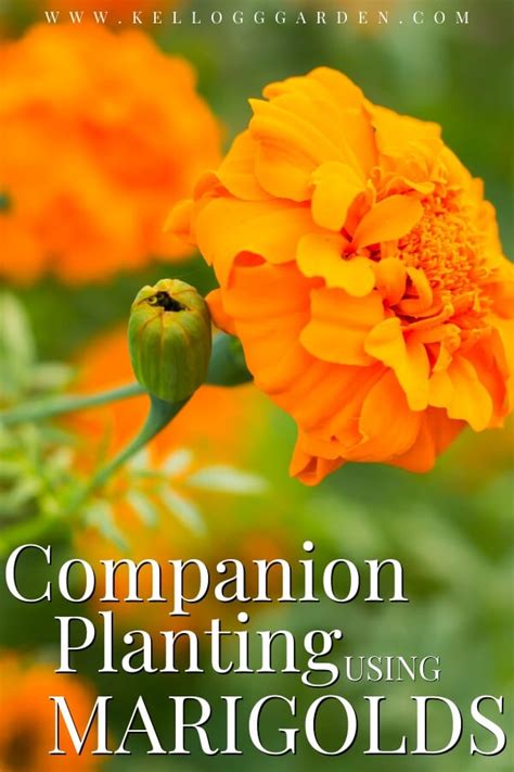 Marigold Care Companion Plants And More Kellogg Garden Organics™
