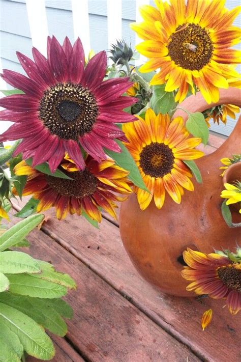 Sunflowers Are So Colorful Planter Pots Planters Sunflower
