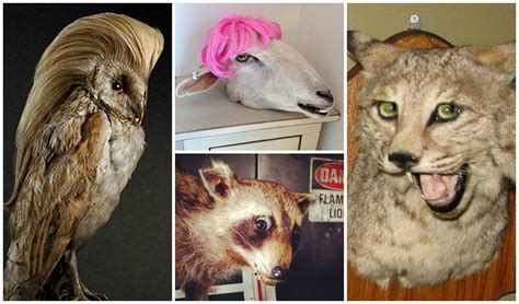 Disturbing Examples Of Taxidermy Gone Wrong Sheknows