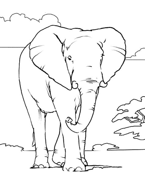 Gambar African Elephant Coloring Page Twisty Noodle Circus Di Rebanas