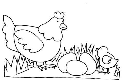 Ayam dibesarkan secara luas untuk diambil daging dan telurnya. Gambar Mewarnai Binatang Ayam