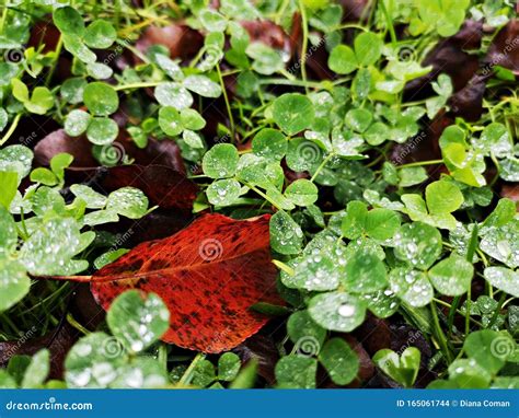 Green Clover Leaves After Rain With Water Drops Sparkling Stock Photo Image Of Lawn Meadow