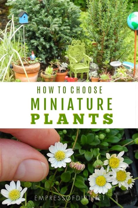 Best Plants For Miniature Gardens Resource Guide