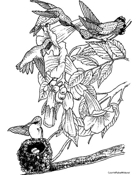 Think of these colouring pages as exercise for your soul and an oasis of mental relaxation. Detailed Hummingbird Realistic Coloring Page To Print For ...