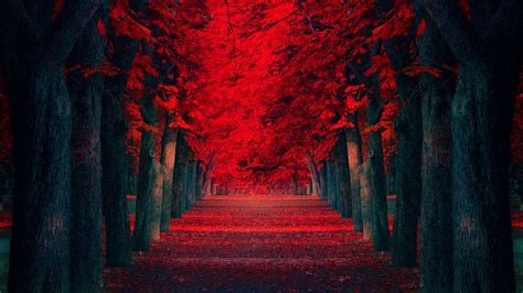 Wallpaper Trees Forest Fall Leaves Nature Red Texture