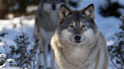 Wolf Animals Nature Wildlife Wallpapers Hd Desktop And Mobile