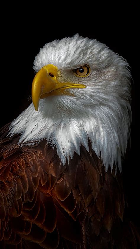 Pin On Eagle Art