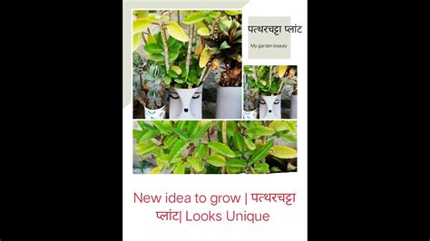 Patharchatta Plant New Idea To Plant Miracle Leaf Life Plant Youtube
