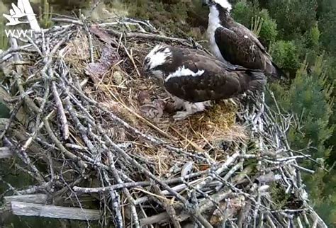 The First Caerlaverock Osprey Chick Of 2014 Wild Spring In Dumfries And Galloway E Dumfries