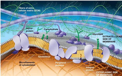 The Plasma Membrane Structure Medical Yukti