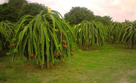But during the flowering season, it is crucial to keep the soil evenly moist by misting it frequently. Dragon fruit tree is actually a cactus! Who knew? It will ...