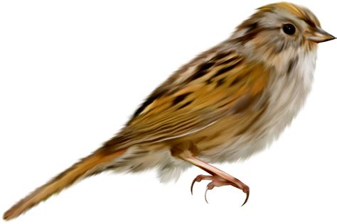 Sparrow Png зображення для безкоштовного скачування Crazy Png Png