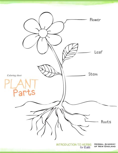 Parts Of A Plant For Kids Mekhirtgross