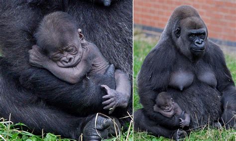 Rare Baby Gorilla Born At Twycross Zoo Baby Animals Baby Gorillas