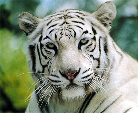 Balram halwai, alias tigre blanco, sirviente, filósofo, emprendedor, asesino. Animals of the world: White Tiger