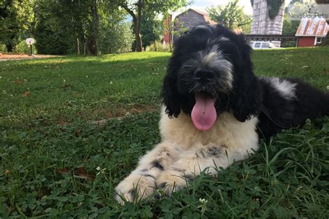 Find dogs and puppies locally for sale or adoption in newfoundland : Grant: Newfoundland puppy for sale near Southwest VA ...