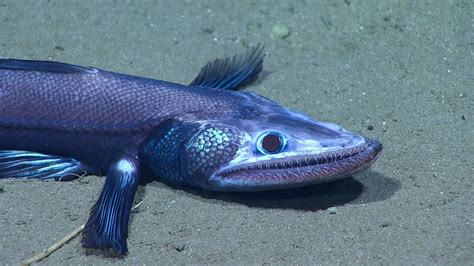 A Relatively Newly Found Species Of Hermaphroditic Fish Called Deep Sea