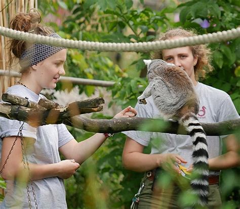 Jersey Zoo Internships Wildhub