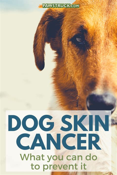 Dog Skin Cancer What You Can Do To Prevent It Pawstruck Press