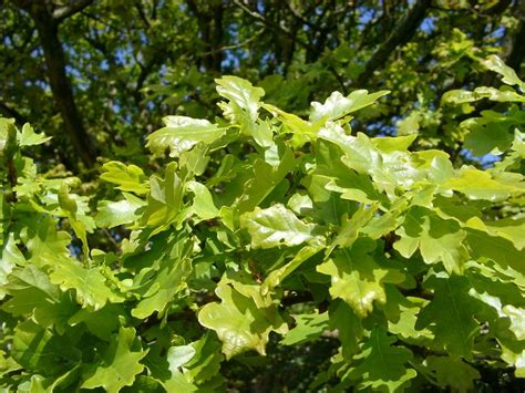 Free Stock Photo Of New Forest Oak Leaves Photoeverywhere