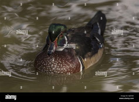 Male Wood Duck Aix Sponsa Swimming On Lake Stock Photo Alamy