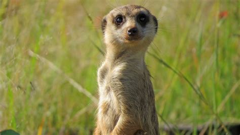 South African Meerkat By Elizeprinsloo