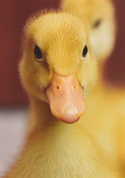 The Beginners Guide To Raising Ducklings Everything You Need To Know