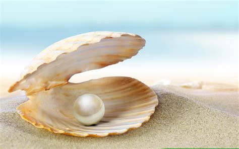 Oyster Pearl Wallpapers Free Images At Vector Clip Art