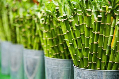 The Bamboo Plant Plant Store