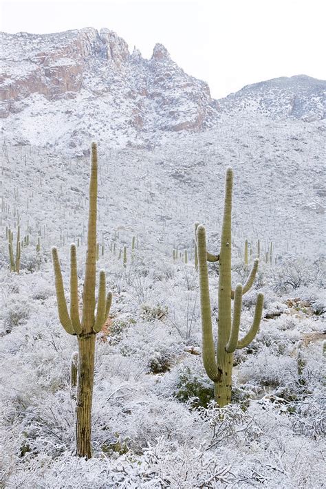 Rare Desert Snow On Saguaro Cactus Photograph By Craig K Lorenz Pixels