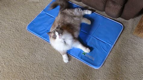 This pad is thin, so i put it on top of a cushioned mat, but does the job well enough. PerPETually Speaking: Cooling Pad to Help Your Pet Beat ...