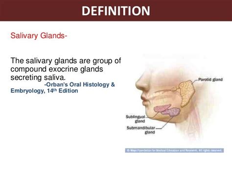 Saliva And Salivary Glands