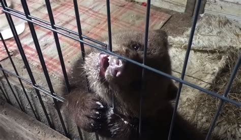 Tiny Rescued Orphan Bear Cub Settles Into New Home Viraltab