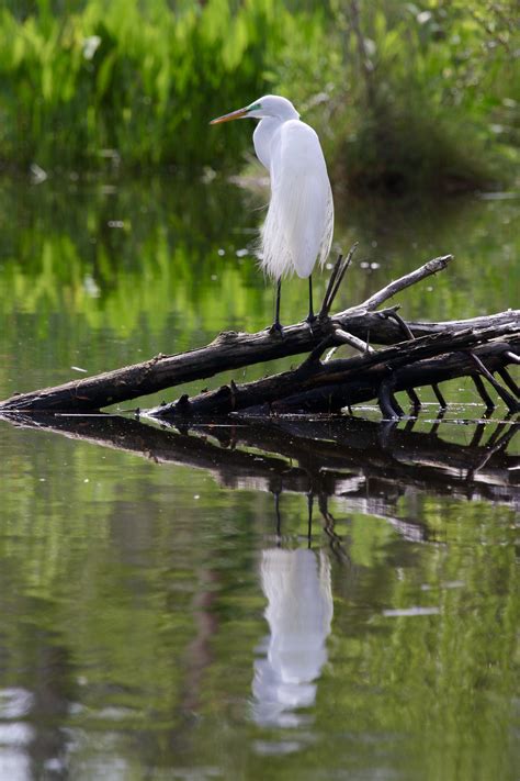 Beautiful Great White Heron In The Backyard This Morning R