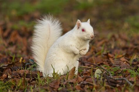 Albino Squirrels Sussex Ed Brown