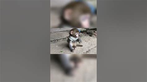 The Gluttonous Baby Monkey Is So Cute Thegluttonousmonkeybabymonkey