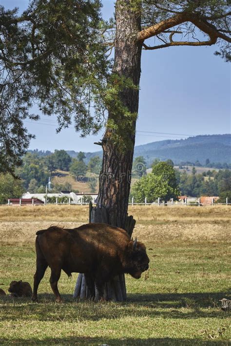 European Bison Bull And Calf Stock Photo Image Of Large Bonasus