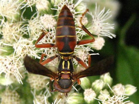 Large Black Wasp With Two Yellow Stripes They Are Smaller In Size