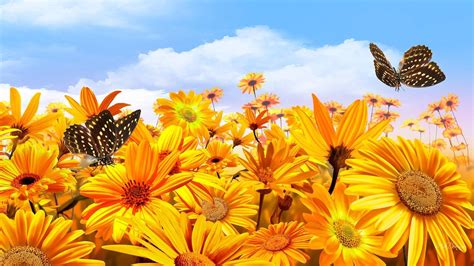 Yellow Flowers And Butterflies Wallpapers Top Free Yellow Flowers And