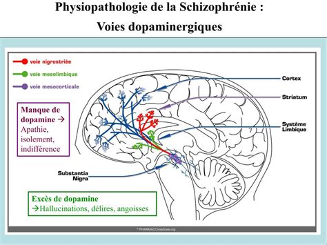 Ppt Psychotropes Powerpoint Presentation Free Download Id
