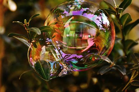 Royalty Free Photo Reflective Photography Of Bubble On Green Leaves